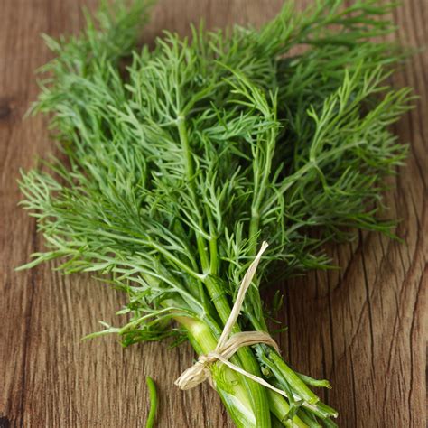 heirloom white dill seeds.